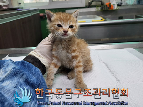 한국동물구조관리협회_441559202300424